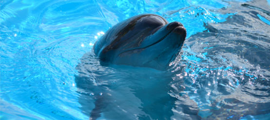 What do dolphins eat
