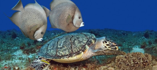 Pair of Gray Angelfish (Pomacanthus arcuatus)Swimming with Hawksbill Turtle (Eretmochelys imbriocota) - Cozumel, Mexico