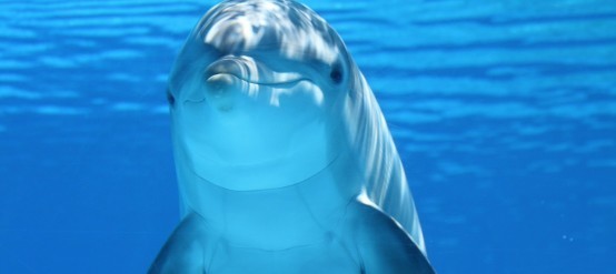 Dolphins feel very comfortable in the caribbean