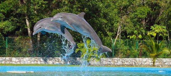 Dolphins offer great shows in the water