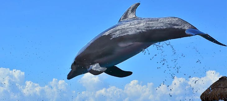 10 Things you didn’t know about dolphins