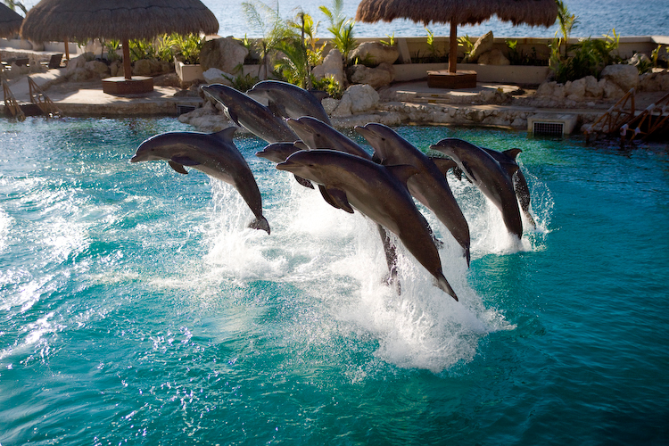 Why Swim with Dolphins at Dolphinaris? - Dolphinaris