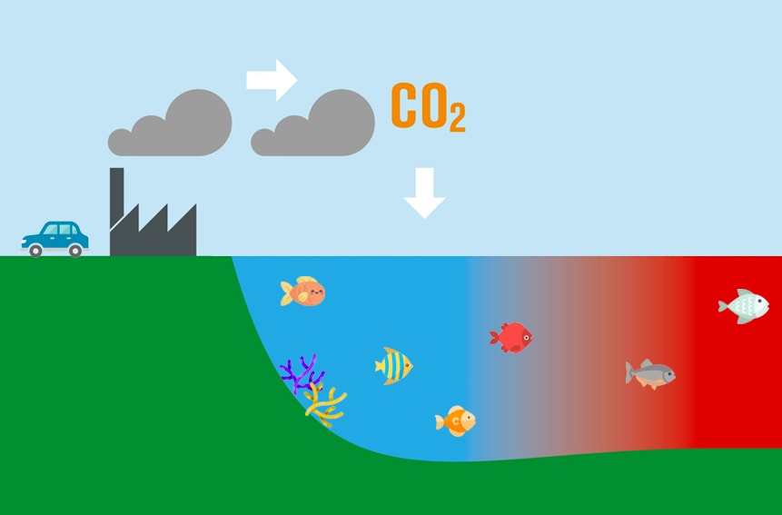 Image result for acidification