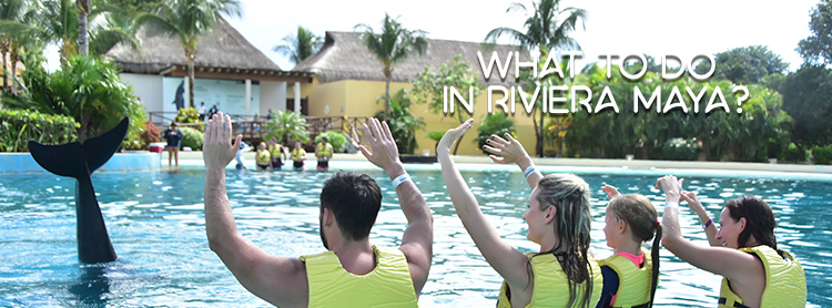 What to do in Riviera Maya: Half a Day in The most exclusive Dolphinarium.