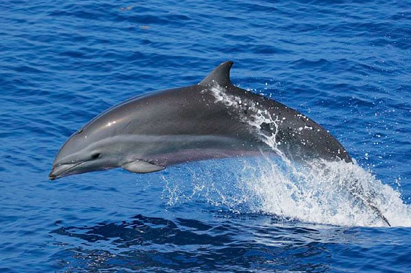 Dolphin Deutsch Dolphin Deutsch