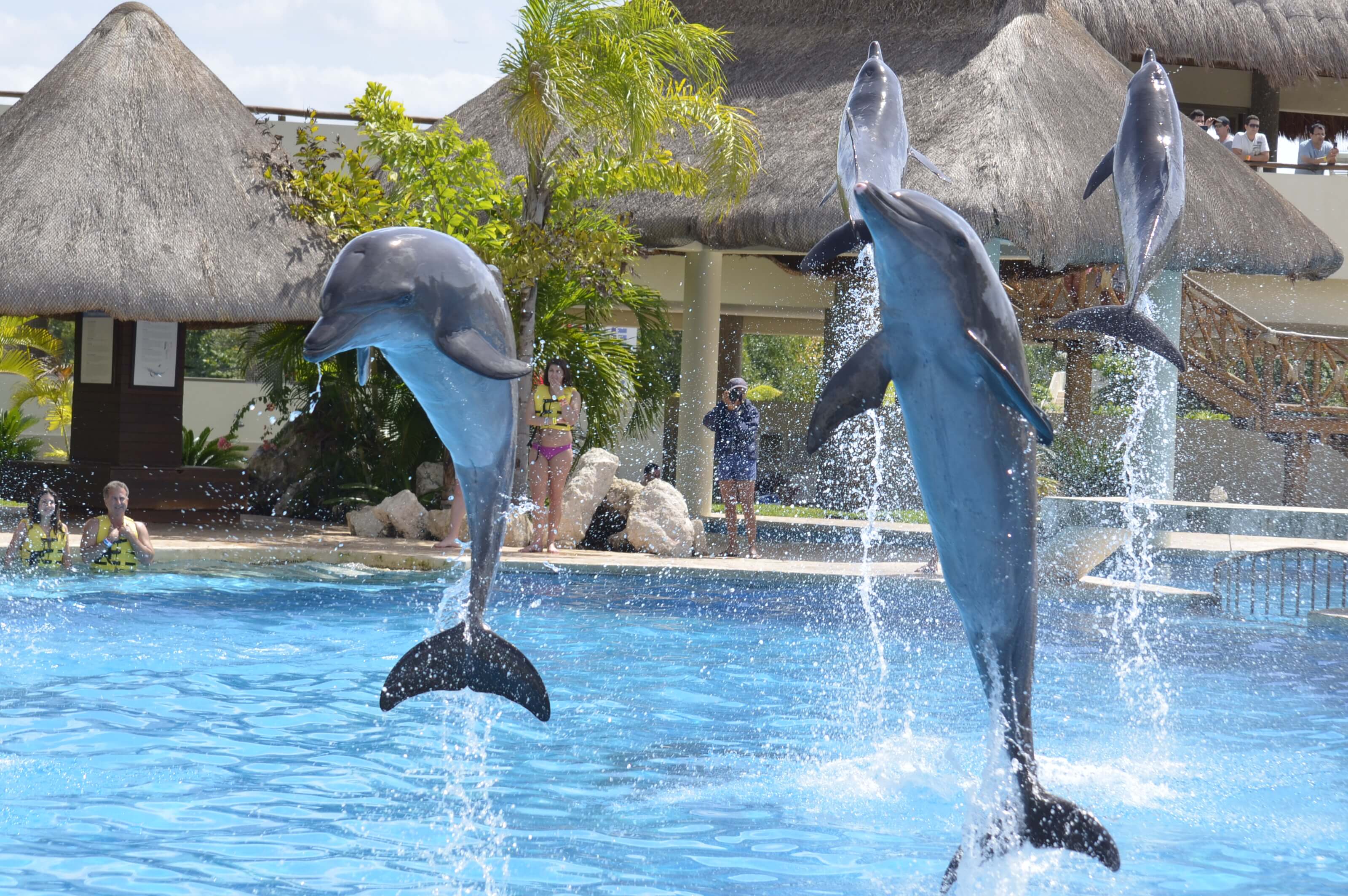 Your wedding rehearsal at Dolphinaris locations!