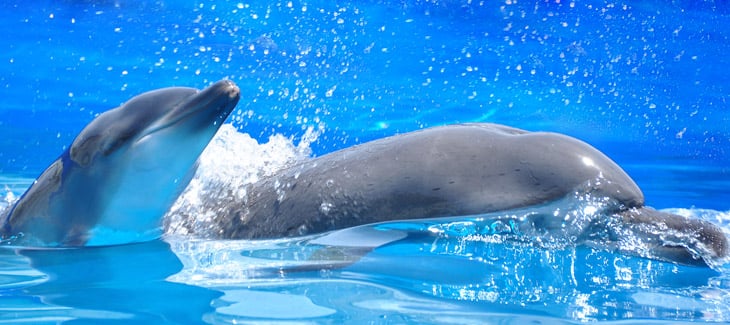 How much do you know about dolphins?