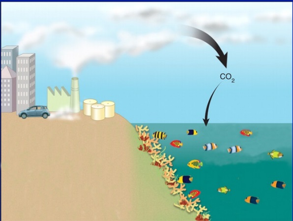 ocean acification diagram-Consequences to Ocean Acidification - Dolphinaris in Cozumel