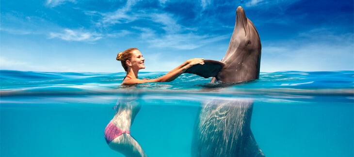 Make your dreams come true: swim with dolphins!