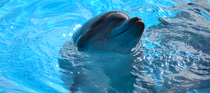 bottlenose dolphin eating