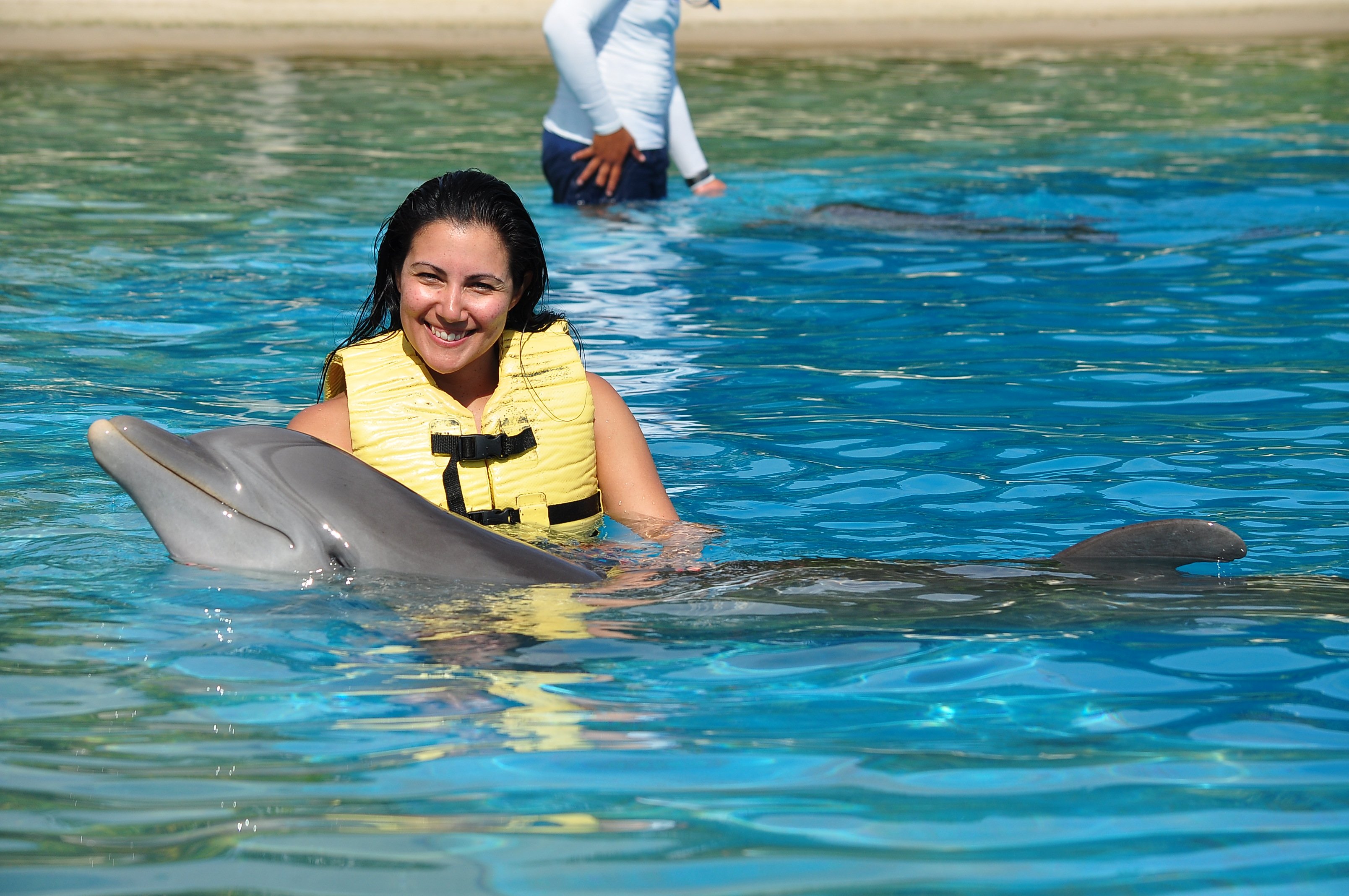 Swimming with dolphins: An incomparable experience