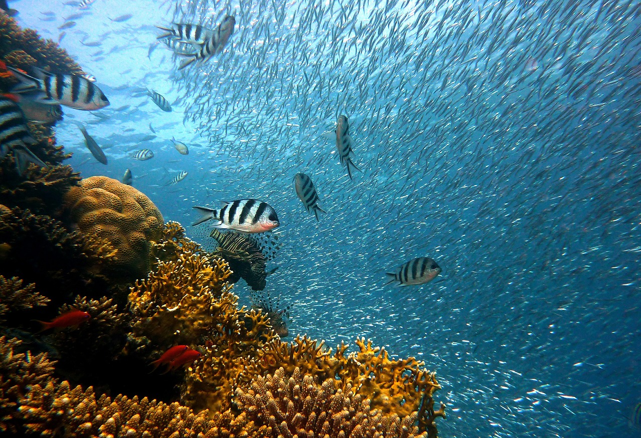 Cozumel Mexico beaches: Playa Palancar