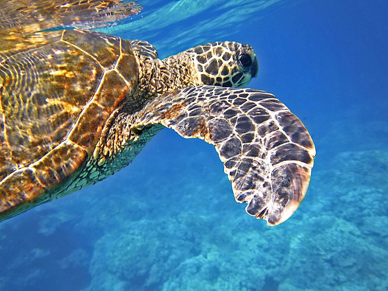 Land of Turtles (and humans): Akumal